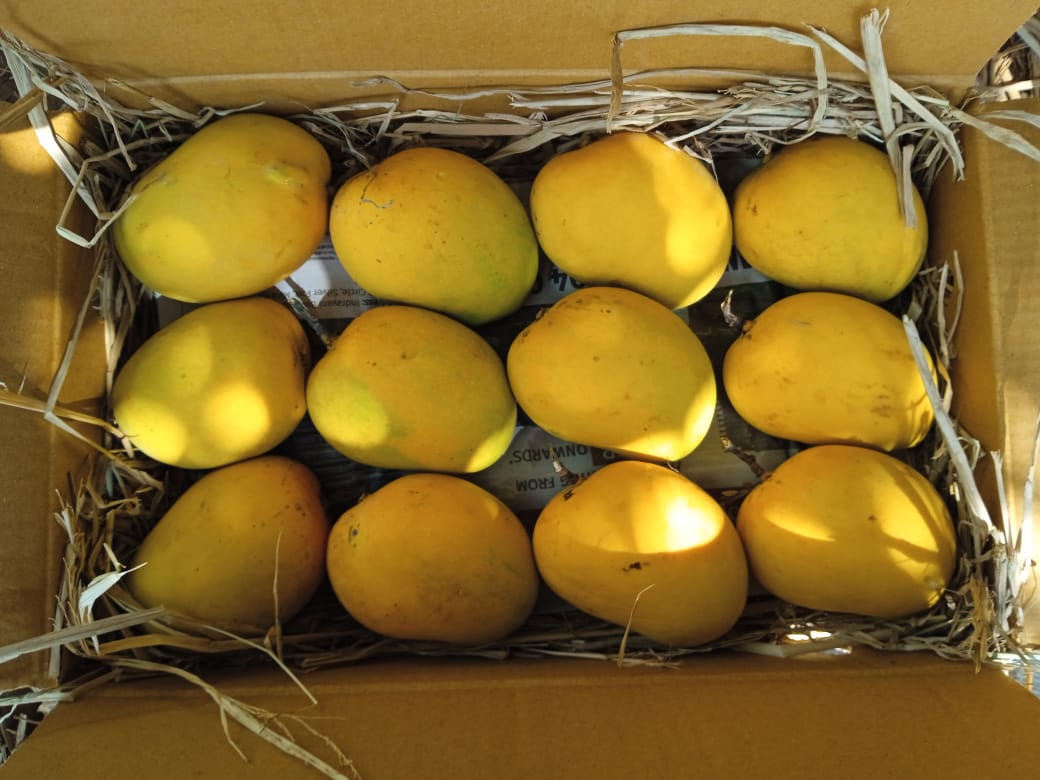 Ratnagiri Hapus Peti Raw Alphonso Mango