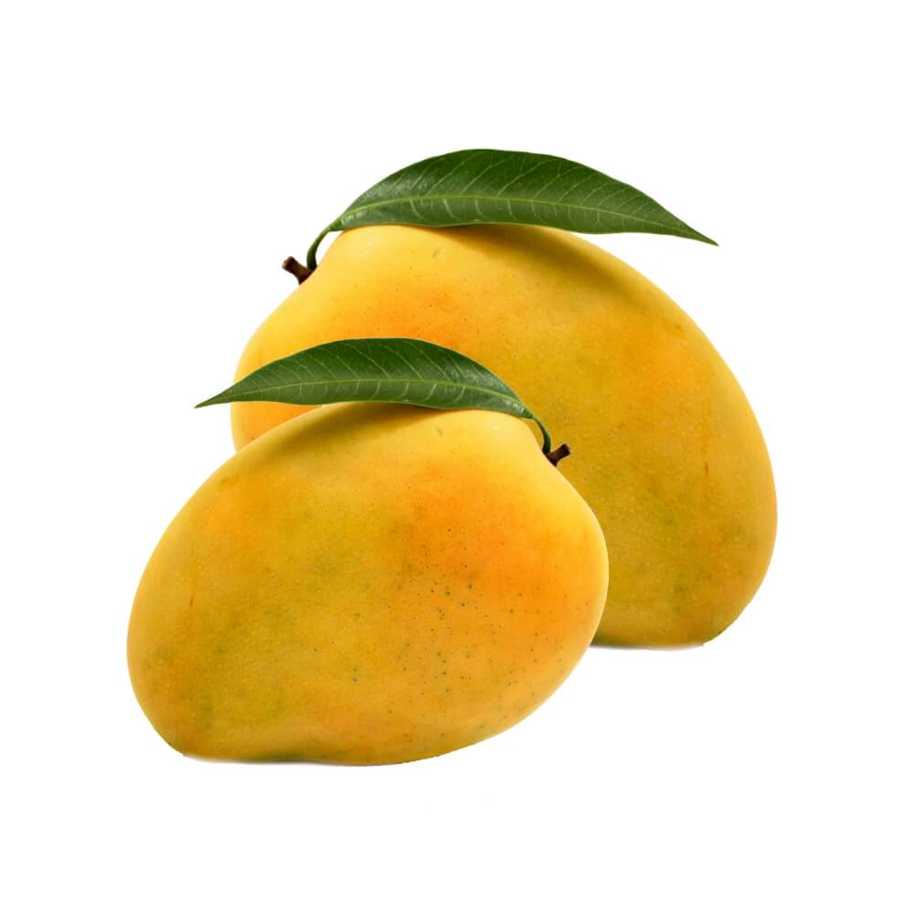 Ratnagiri Alphonso Mango Large 220-250g